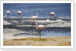 Die Blaue Lagune mit ihren Flamingos