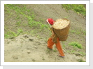 Frau mit von Hand gepflücktem Weizen
